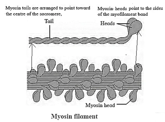 Myosin molecule structure